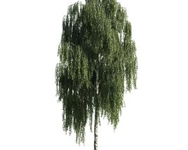 Weeping Willow Tree Modelo 3d