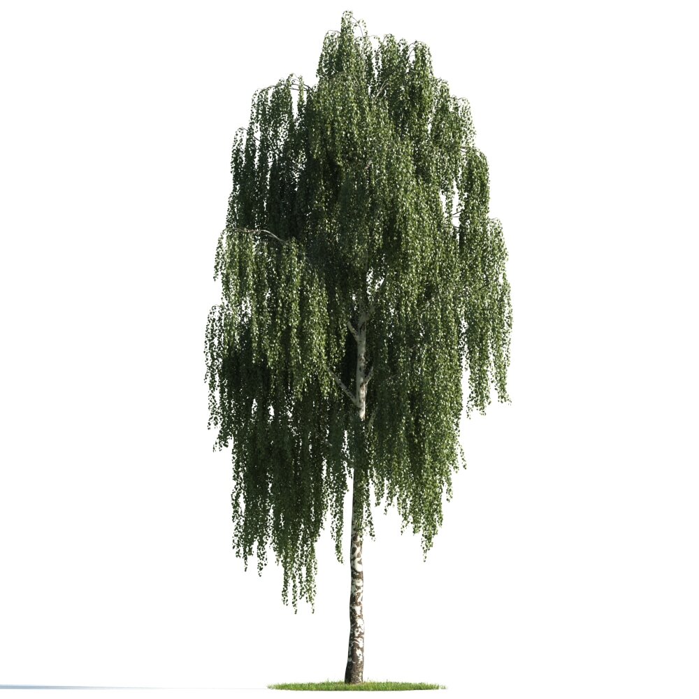 Weeping Willow Tree 3Dモデル