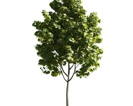 Verdant Maple Tree 03 3D модель