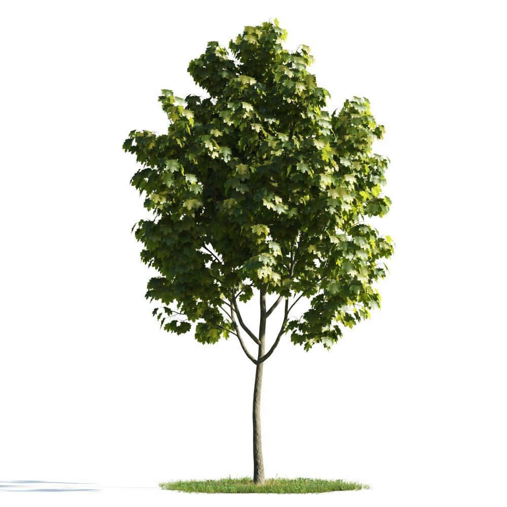 Verdant Maple Tree 03 3D model