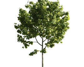 Verdant Maple Tree 04 Modello 3D