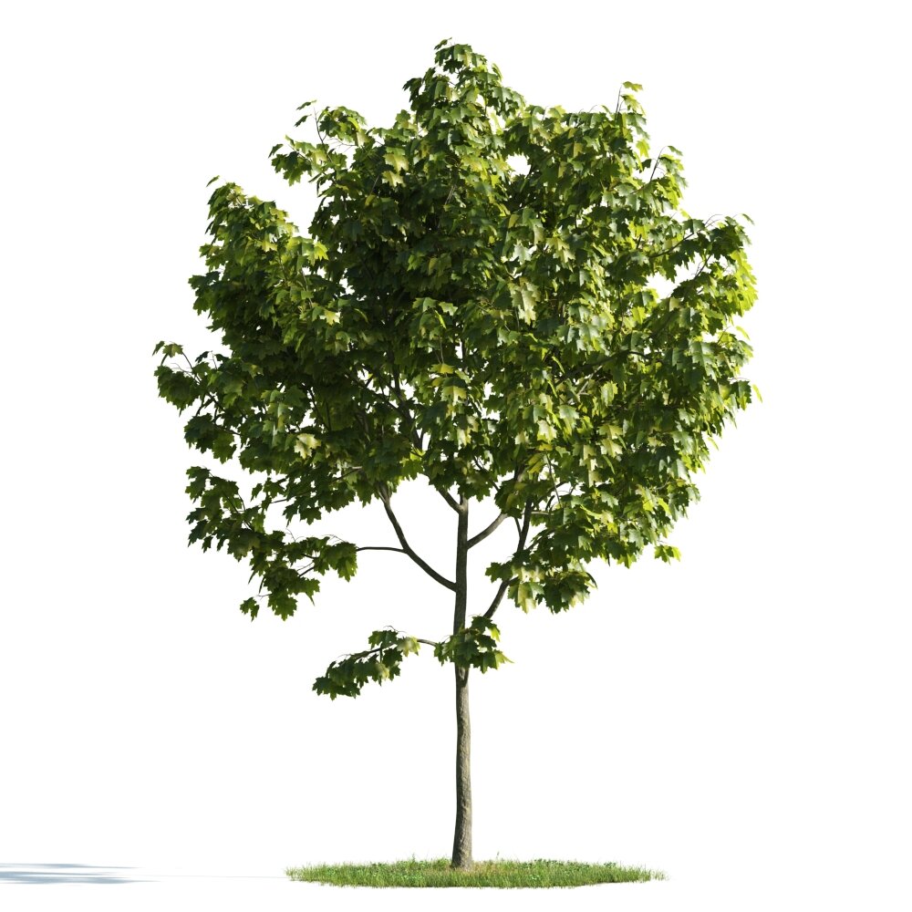 Verdant Maple Tree 04 Modello 3D