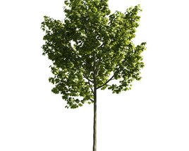 Verdant Tree Standing Tall Modèle 3D