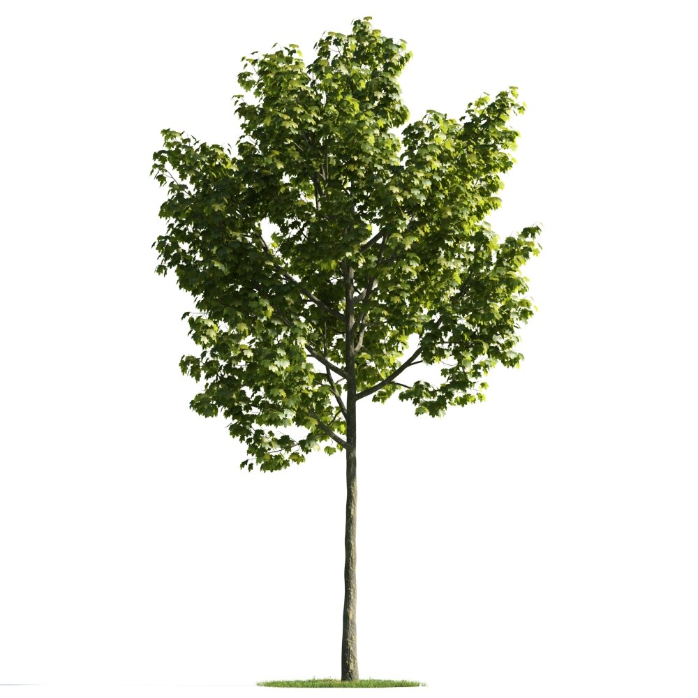Verdant Tree Standing Tall 3D model
