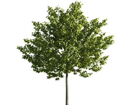 Verdant Maple Tree 05 3D-Modell