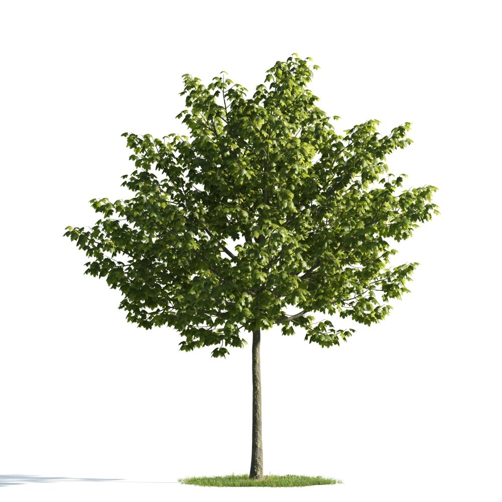 Verdant Maple Tree 05 3D model