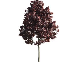 Solitary Crimson Tree Modello 3D