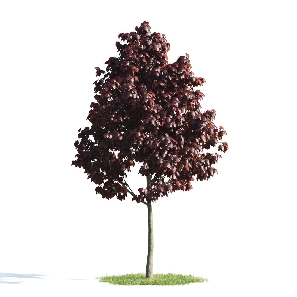 Solitary Crimson Tree Modelo 3d