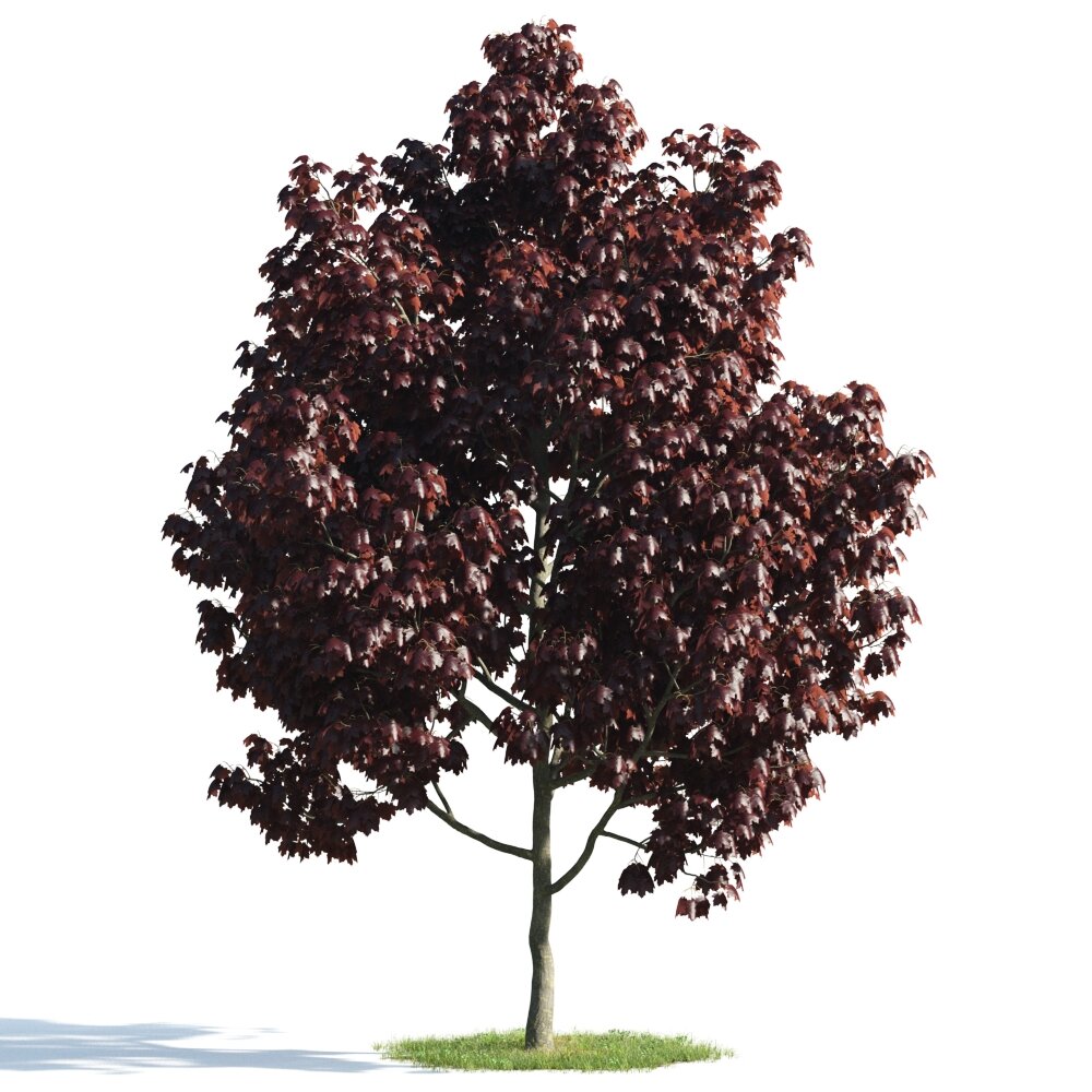 Autumnal Crimson Tree 3D модель
