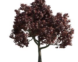 Verdant Tree with Crimson Foliage Modello 3D
