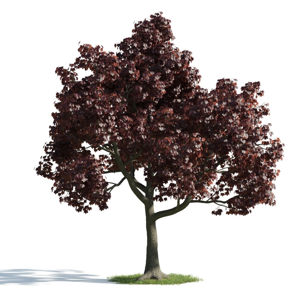Verdant Tree with Crimson Foliage Modèle 3D