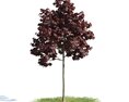 Burgundy Foliage Tree Modello 3D