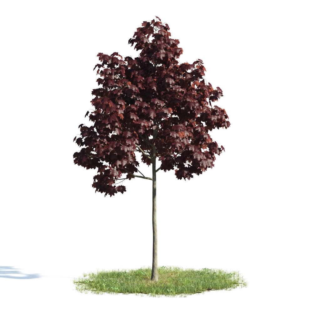 Burgundy Foliage Tree Modello 3D
