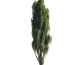 Slender Cypress Tree 3D model