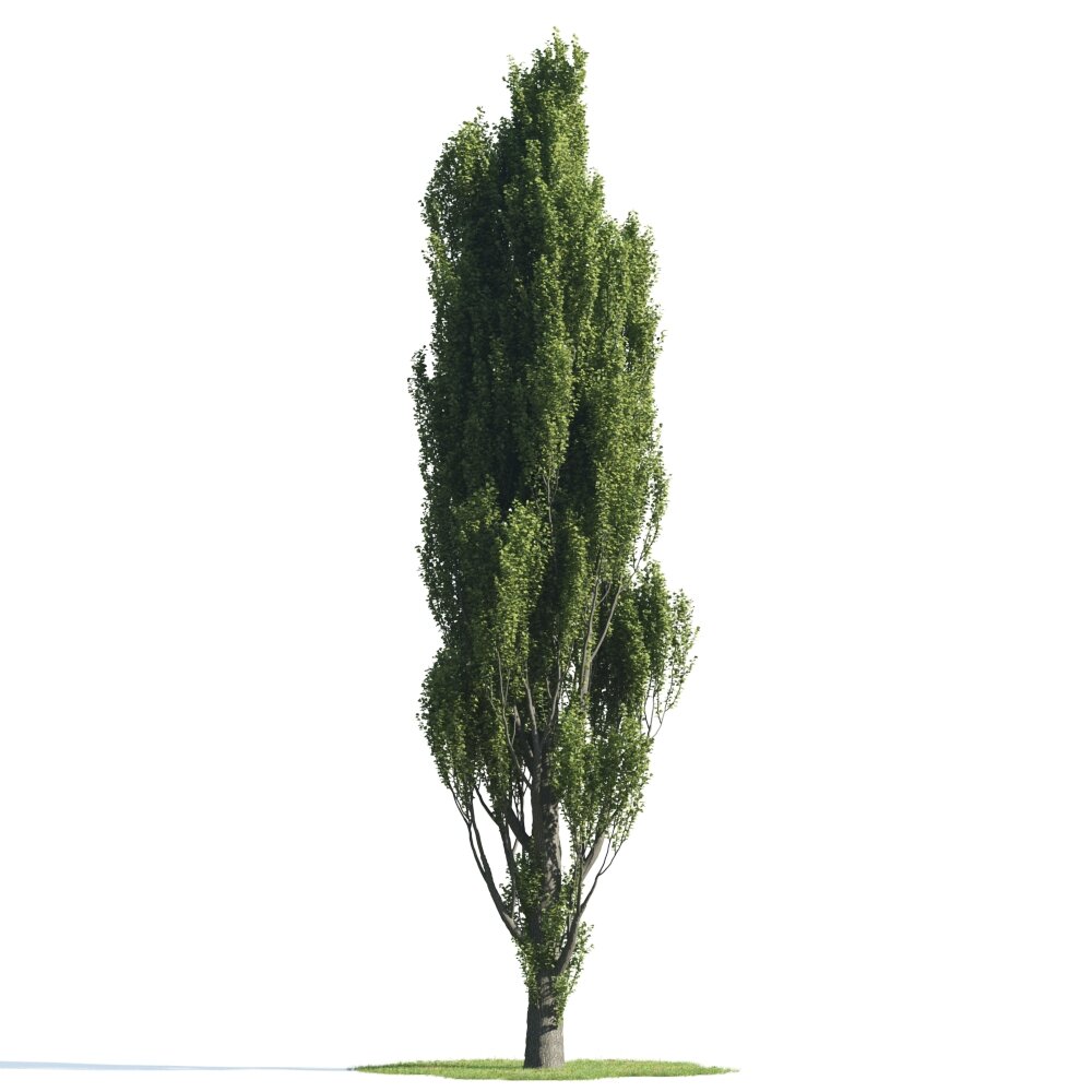 Slender Cypress Tree 3D模型
