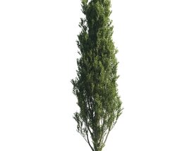 Tall Cypress Tree Modello 3D