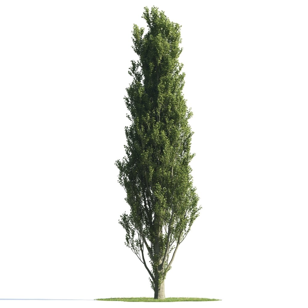 Tall Cypress Tree Modelo 3d