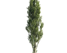 Green Cypress Modello 3D