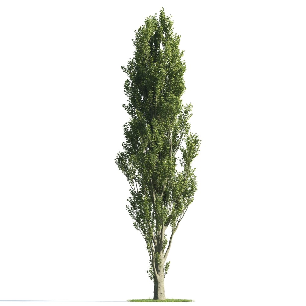 Green Cypress 3Dモデル