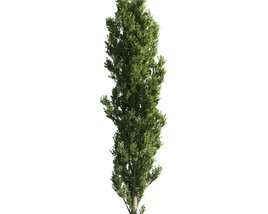 Green Cypress Columnar Tree 3D model