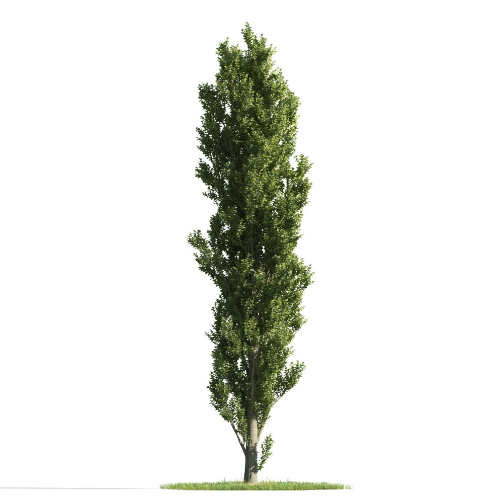 Green Cypress Columnar Tree 3D 모델 