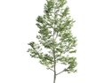 Slender Tree 3d model