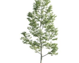 Slender Tree 3D model
