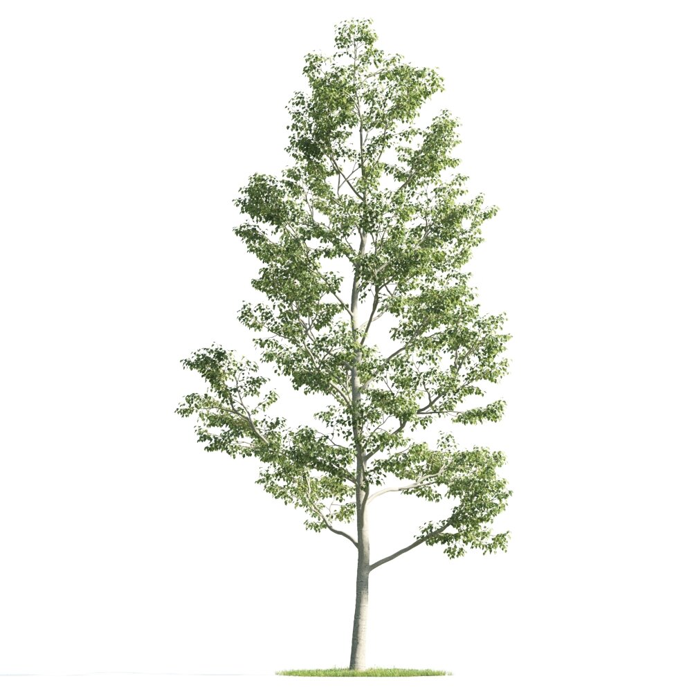 Slender Tree 3D 모델 