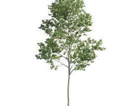 Isolated Young Tree Modelo 3d
