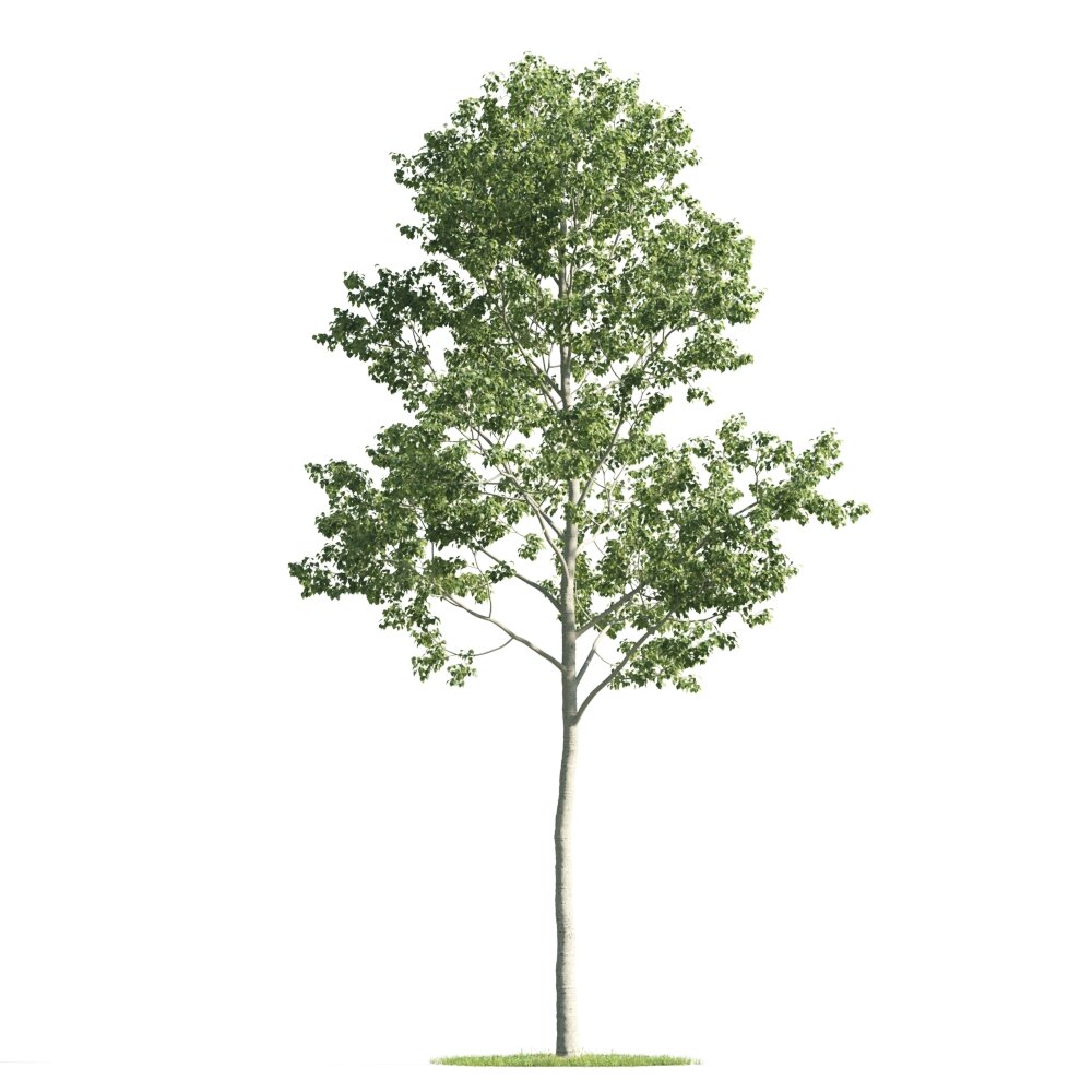 Isolated Young Tree Modelo 3d