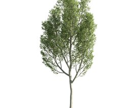 Solitary Tree 06 3D model