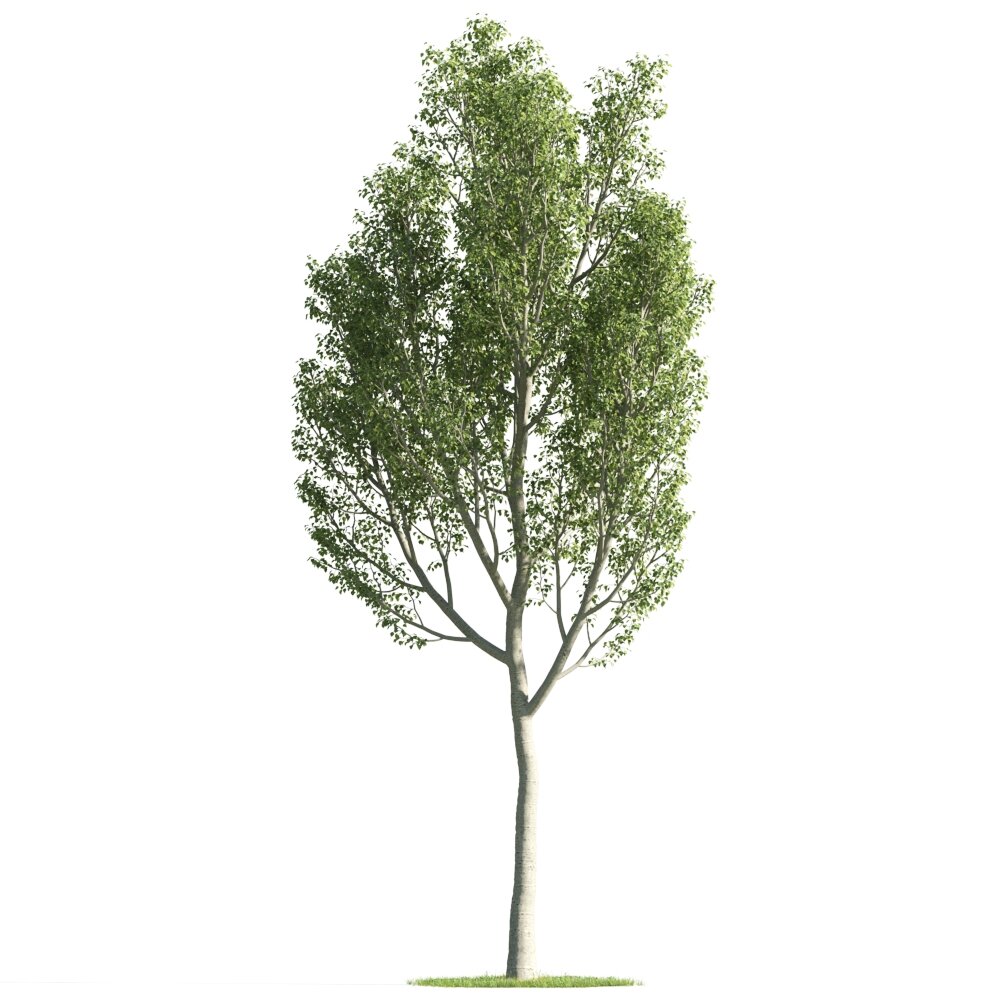 Solitary Tree 06 3d model