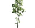 Singular Tall Tree 3D модель