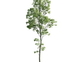 Singular Tall Tree 3Dモデル