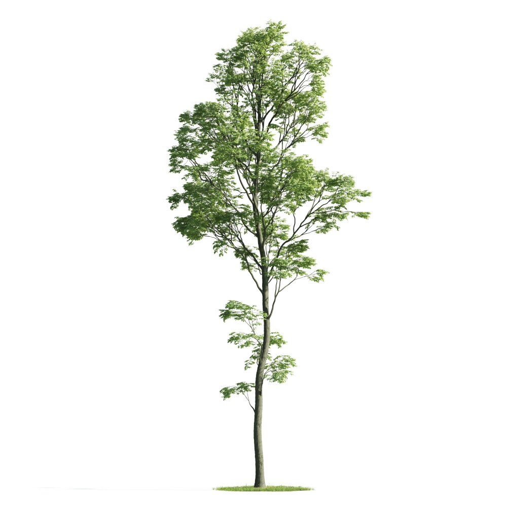 Singular Tall Tree 3D-Modell