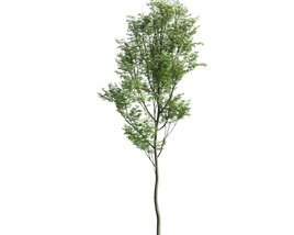 Slender Green Tree 3D-Modell