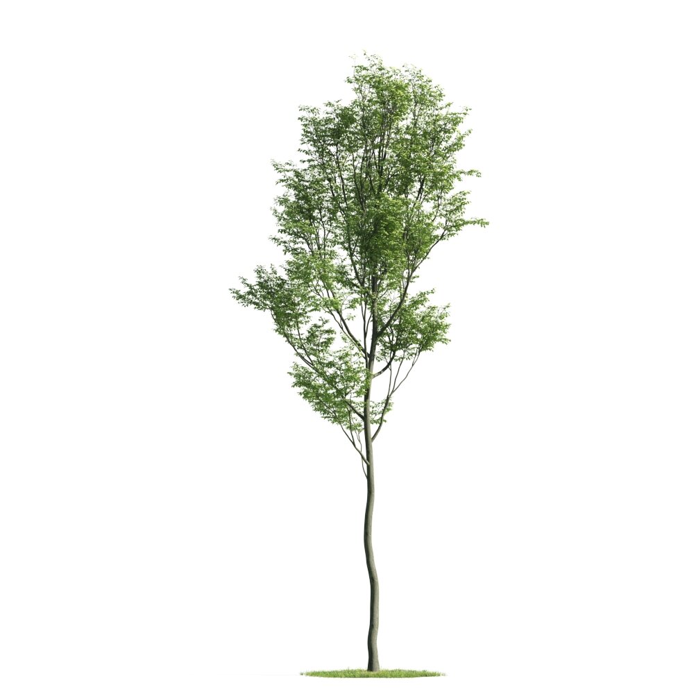 Slender Green Tree 3D model