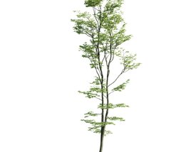 Slender Tree 02 3D model