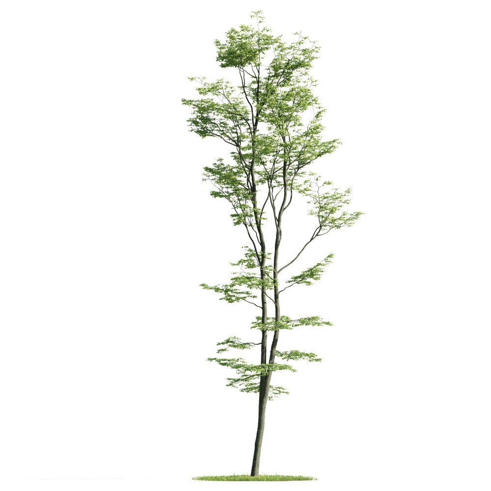 Slender Tree 02 3D модель