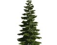 Evergreen Pine Tree 3D 모델 