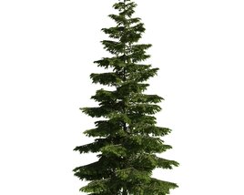 Evergreen Pine Tree 3D model