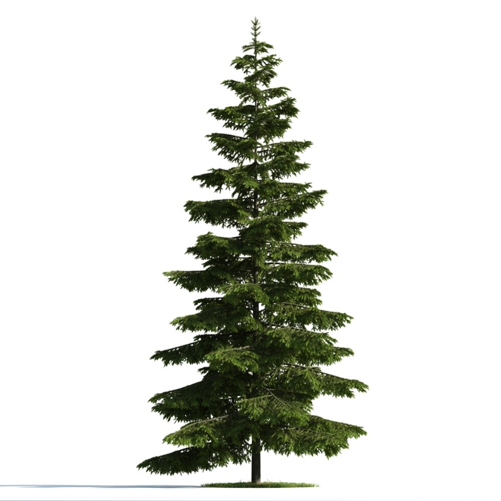 Evergreen Pine Tree 3D 모델 