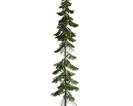 Evergreen Pine Tree 02 3D модель