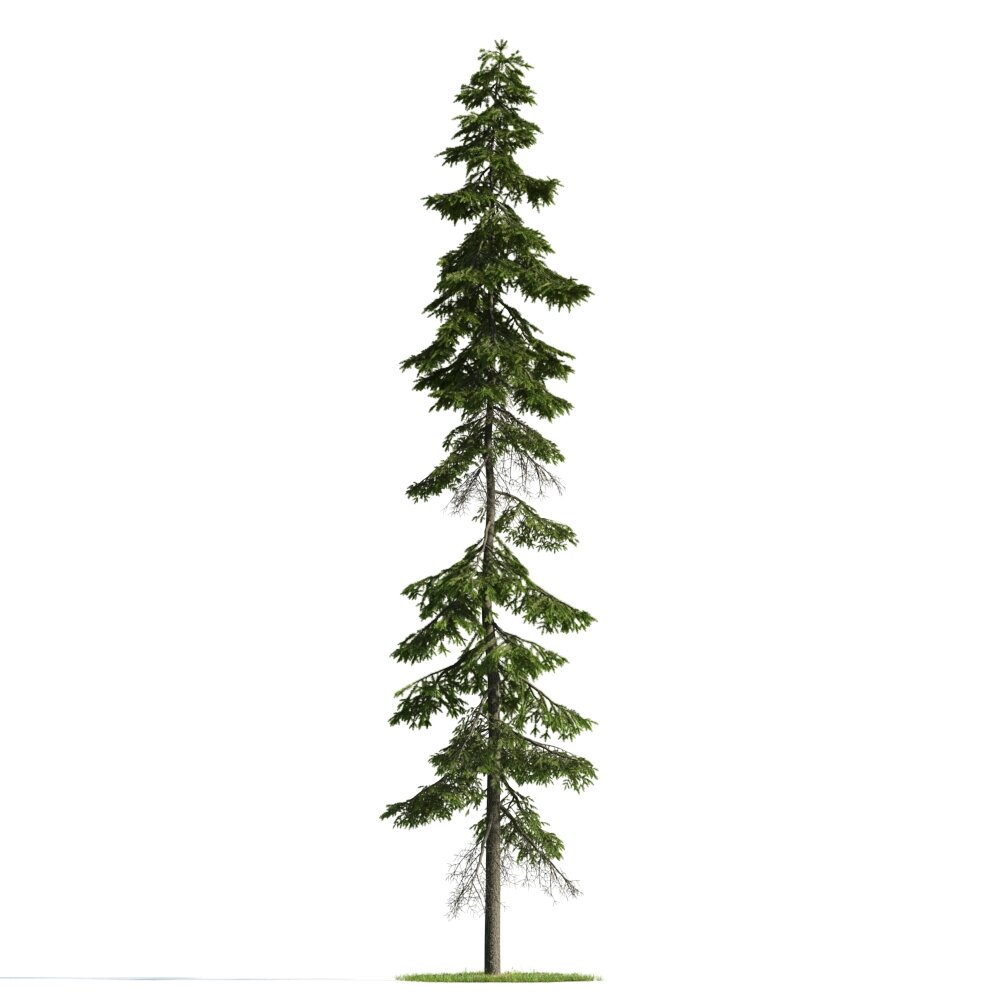 Evergreen Pine Tree 02 3D-Modell