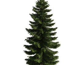 Evergreen Tree 3D-Modell
