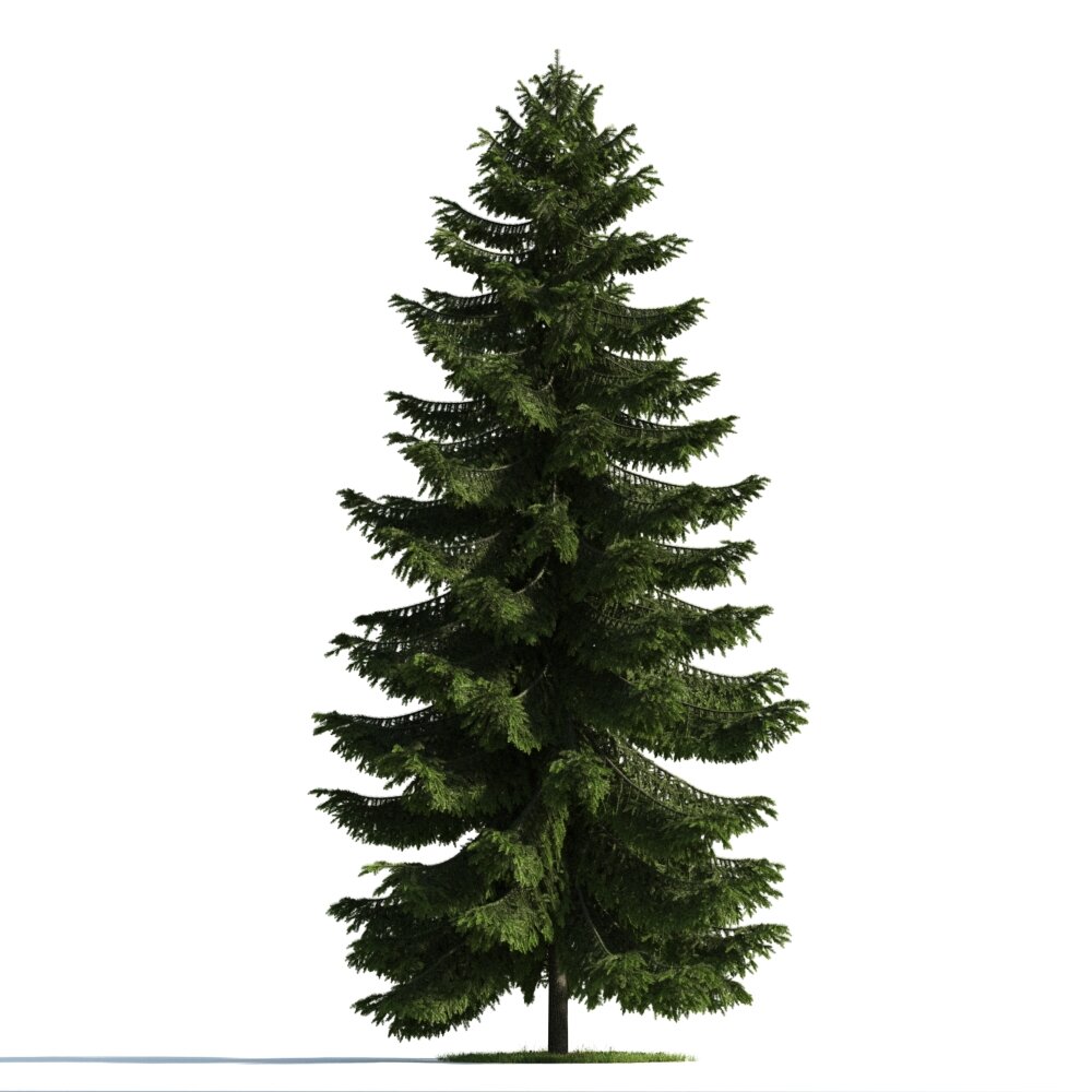 Evergreen Tree 3D model