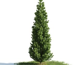 Evergreen Tree 02 3D 모델 