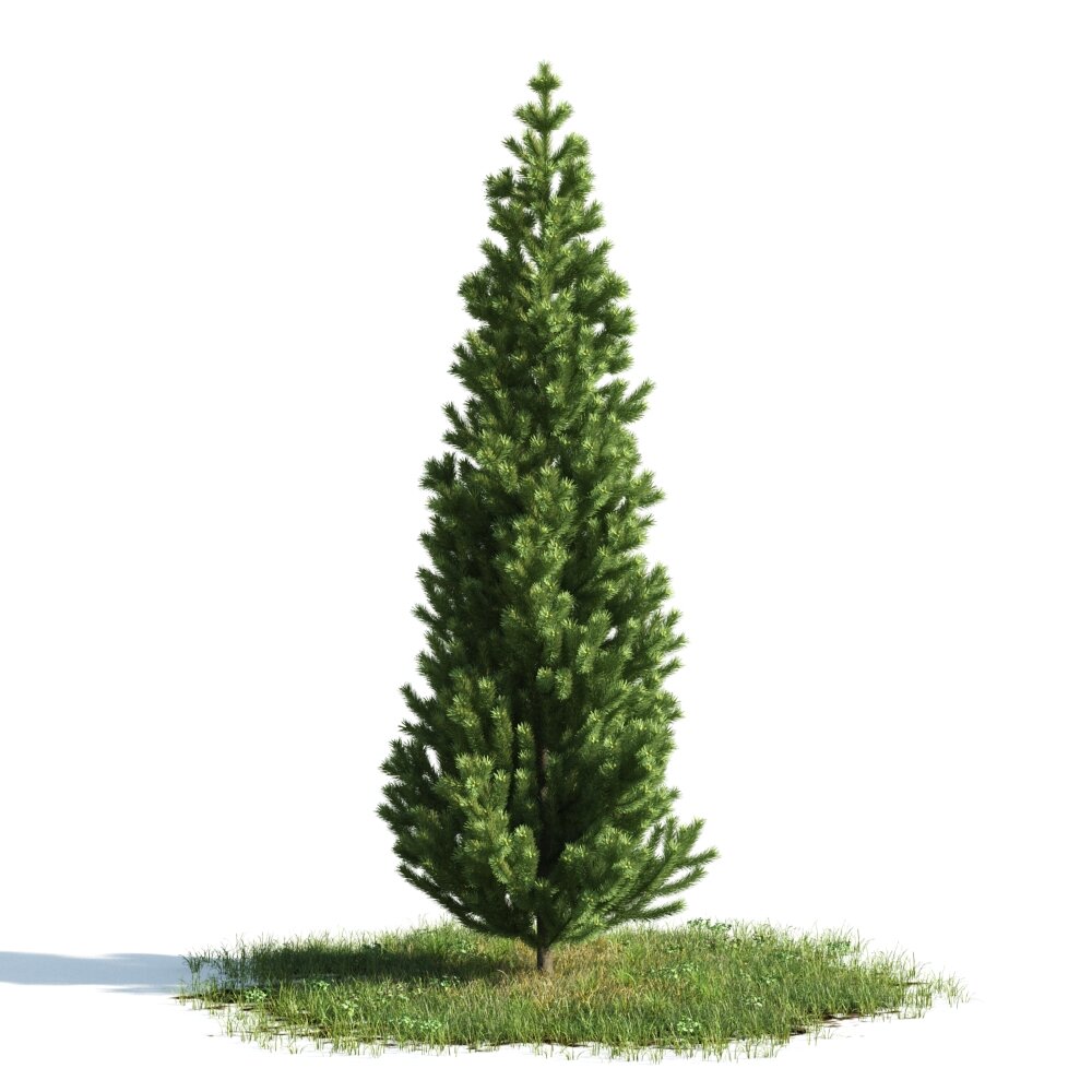 Evergreen Tree 02 3d model