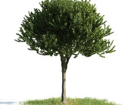 Solitary Tree 07 3D модель