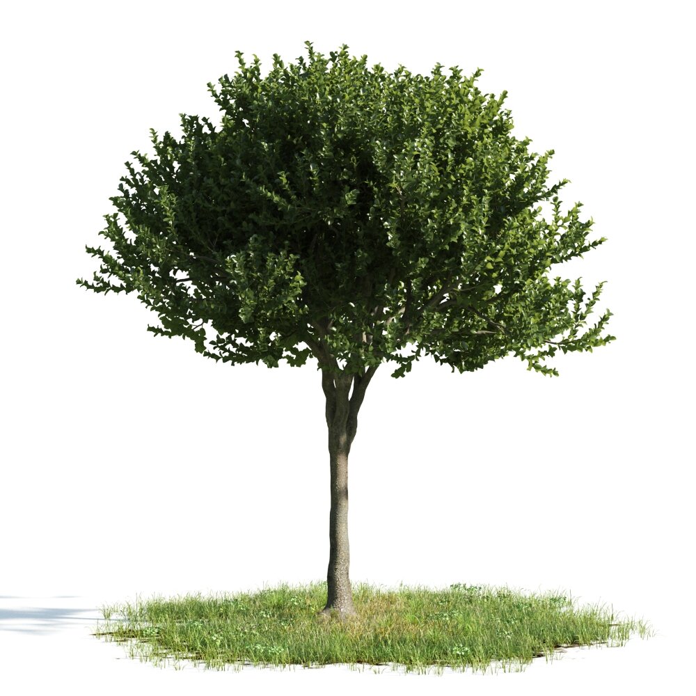 Solitary Tree 07 3D model